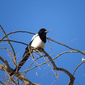 Black-billed Magpie