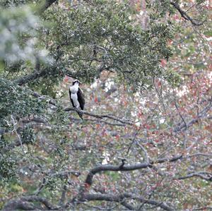 Osprey