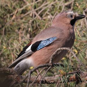 Eurasian Jay