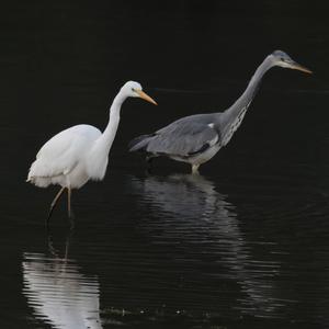 Great Egret