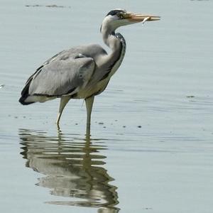 Grey Heron