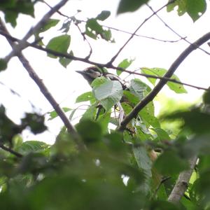 Great Spotted Woodpecker