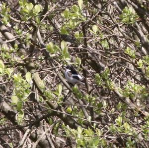 European Pied Flycatcher