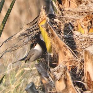 Sardinian Warbler