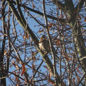 Eurasian Chaffinch