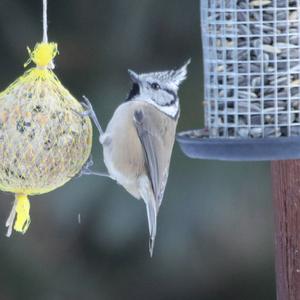 Crested Tit