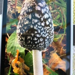 Magpie Ink-cap