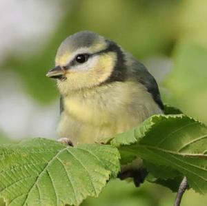 Blue Tit