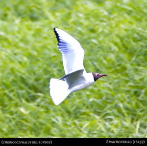 Black-headed Gull