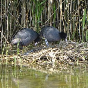 Common Coot