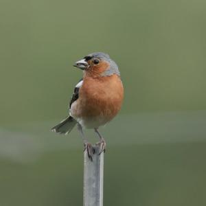 Eurasian Chaffinch