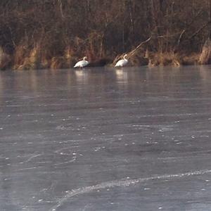 Mute Swan