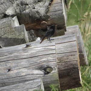 Black Redstart