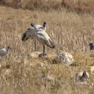 African Sacred Ibis