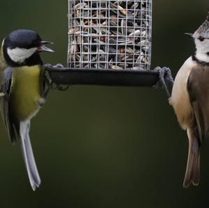 Great Tit