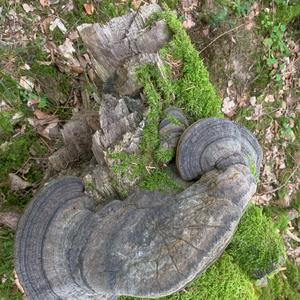 Tinder Polypore