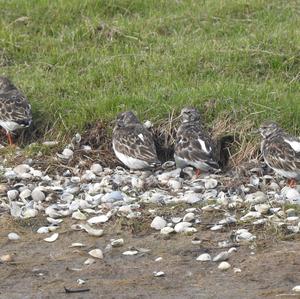 Ruddy Turnstone