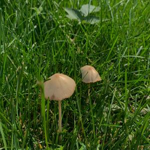 Psathyrella, Common