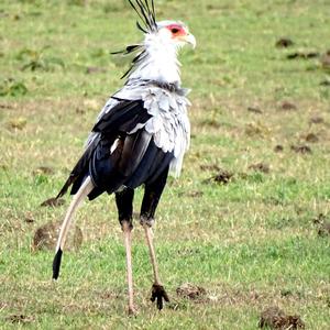 Secretarybird