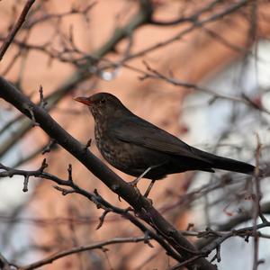 Eurasian Blackbird