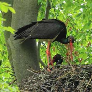 Black Stork