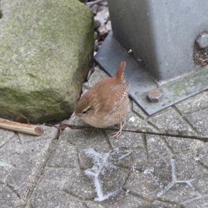 Winter Wren