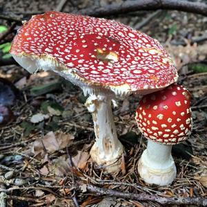 Fly Agaric