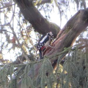 Great Spotted Woodpecker