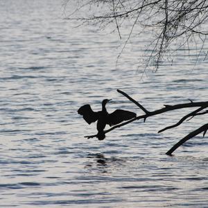 Great Cormorant