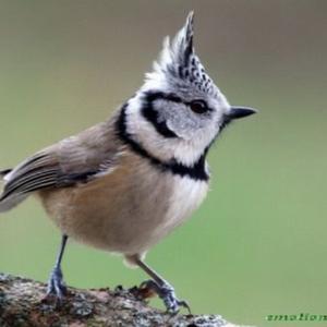 Crested Tit