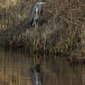 Grey Heron