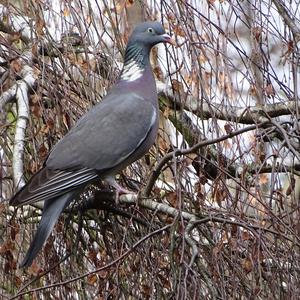 Common Wood-pigeon