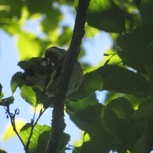 European Goldfinch