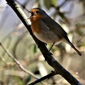 European Robin