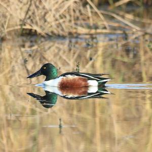 Northern Shoveler