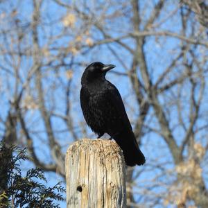 American Crow