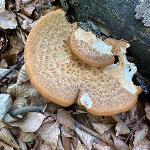 Dryad`s Saddle