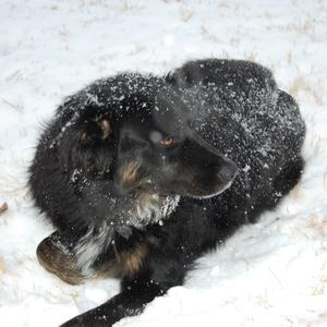 Border Collie