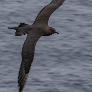 Parasitic Jaeger