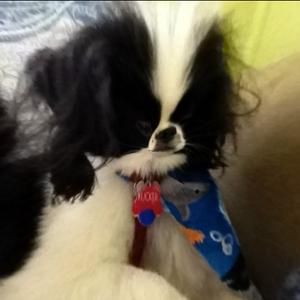 Japanese Chin