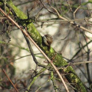 Short-toed Treecreeper