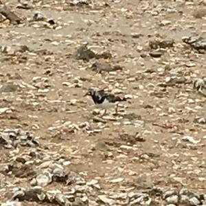 Kentish Plover