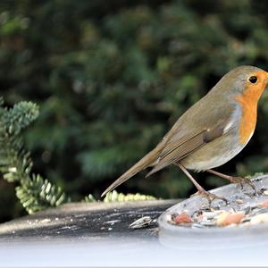 European Robin