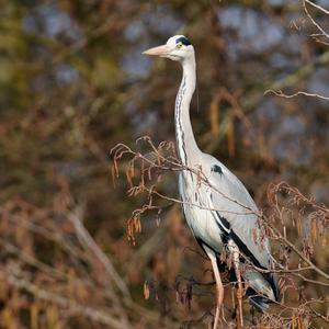 Grey Heron