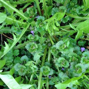 Ground-Ivy