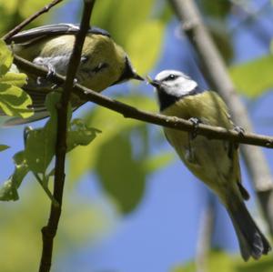 Blue Tit