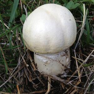 Horse Mushroom