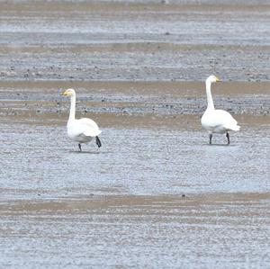 Whooper Swan