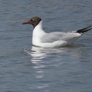 Black-headed Gull