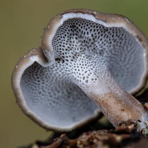 Winter Polypore